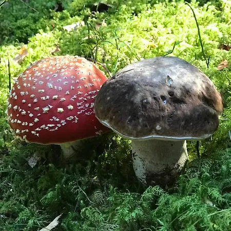 Du Ripailleur Ξενοδοχείο *